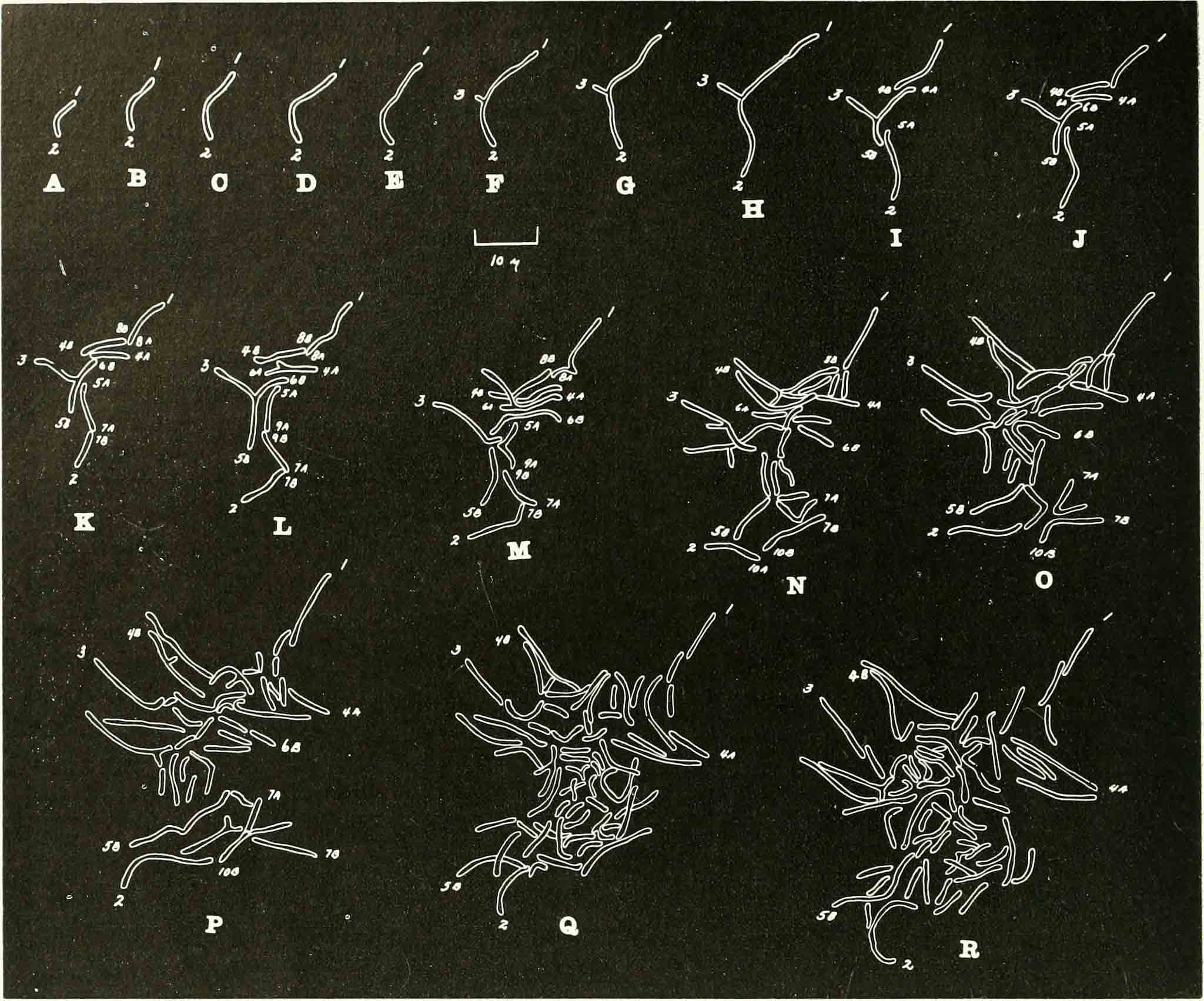 Article 189: Microbiology/Virology - The Geometry Of Viruses, Bacteria ...