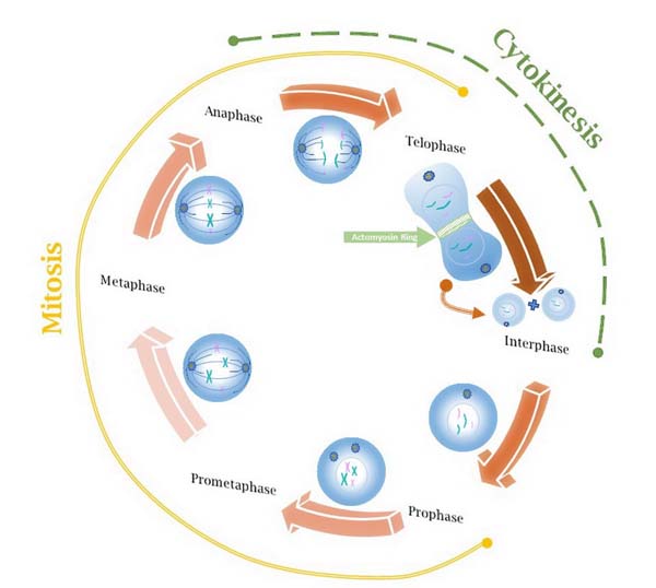 Cell cycle with images
