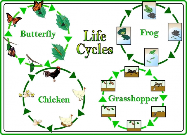 life cycles animals
