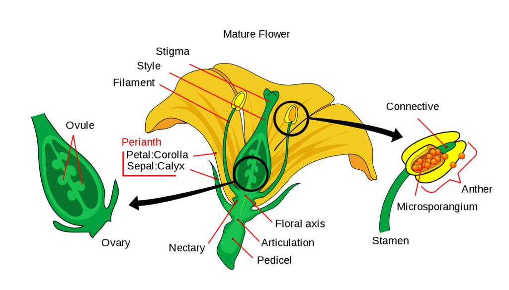 Free Free Plant Life Cycle Svg 361 SVG PNG EPS DXF File