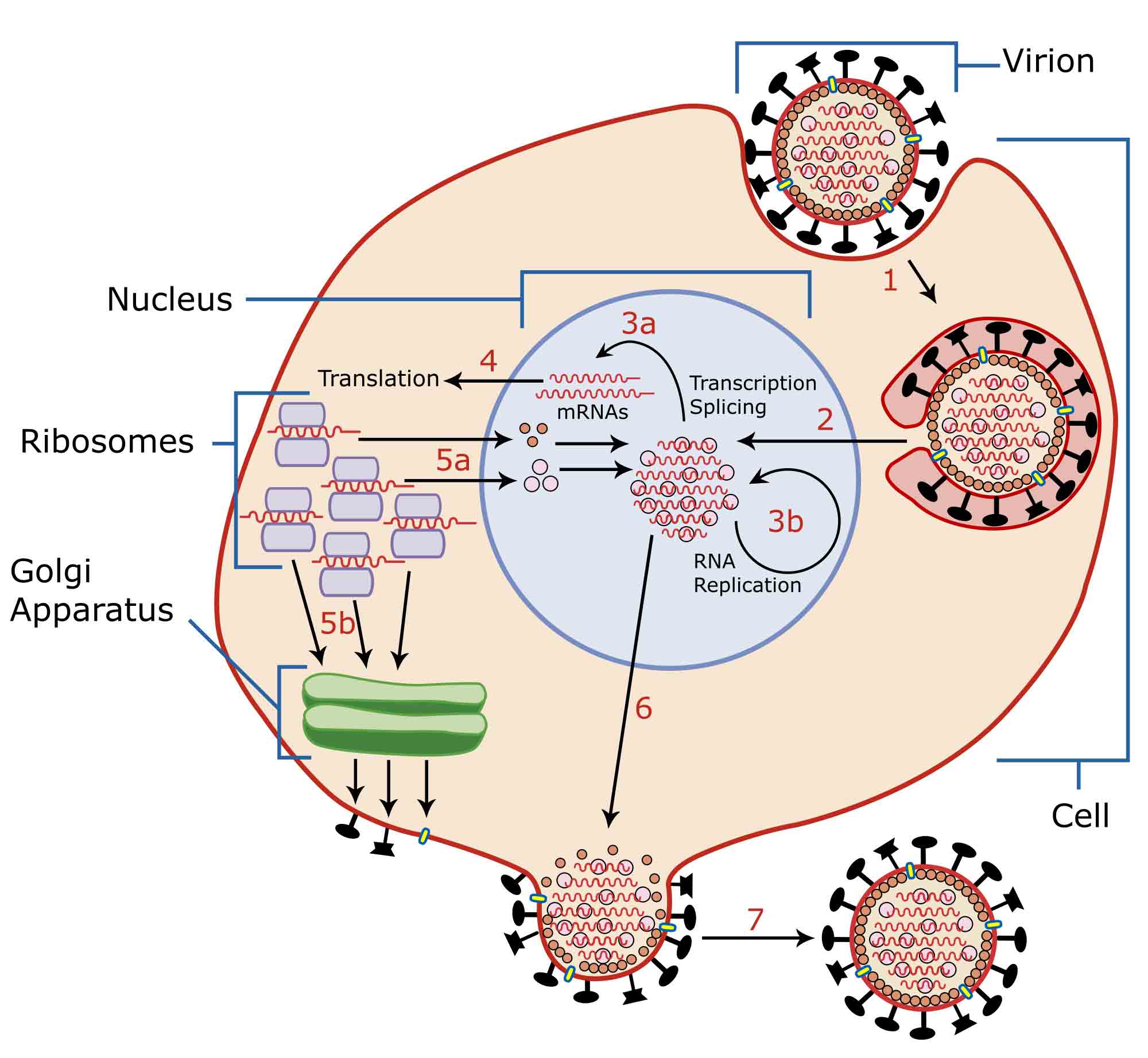 Article 189: Microbiology/Virology - The Geometry Of Viruses, Bacteria ...