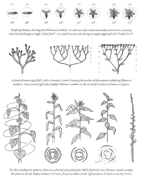 Article 178: Botany - The Geometry of Plants - Part 1 ...