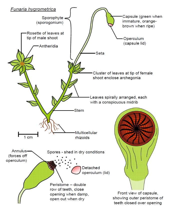 Article 188 Botany/Mycology Part 11 The Geometry of Moss, Algae