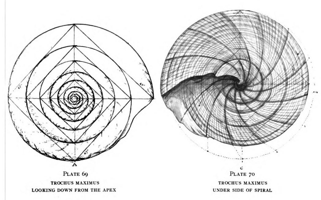 Article 191: Zoology - Part 2 - The Geometry of Sea Creatures - Cosmic Core