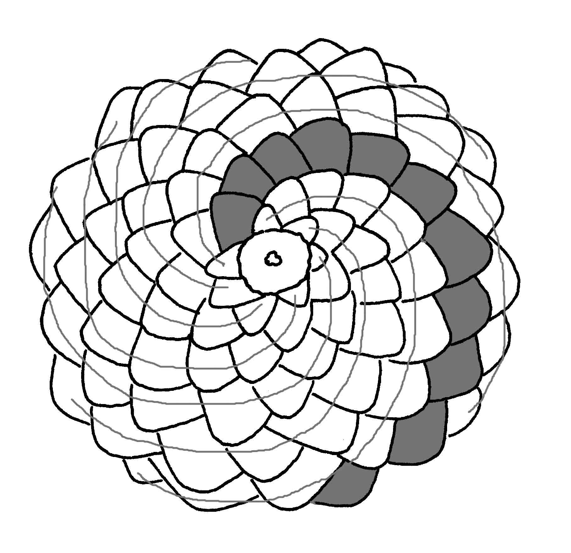 fibonacci sequence in nature pinecone