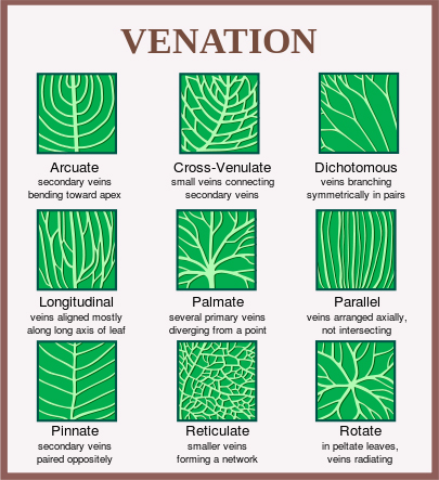 Article 184: Botany - The Geometry of Plants - Part 7 - Leaves - Cosmic ...