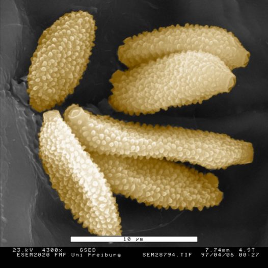 Article 182: Botany - The Geometry of Plants - Part 5 - Pollen - Cosmic ...