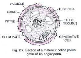 Article 182: Botany - The Geometry of Plants - Part 5 - Pollen - Cosmic ...