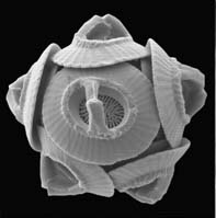 Article 190: Zoology - Part 1 - The Geometry of Diatoms & Radiolaria ...