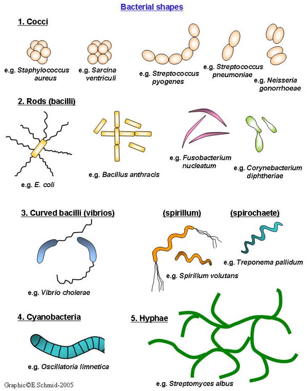 bacteria shape names