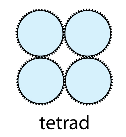 Article 189: Microbiology/Virology - The Geometry Of Viruses, Bacteria ...