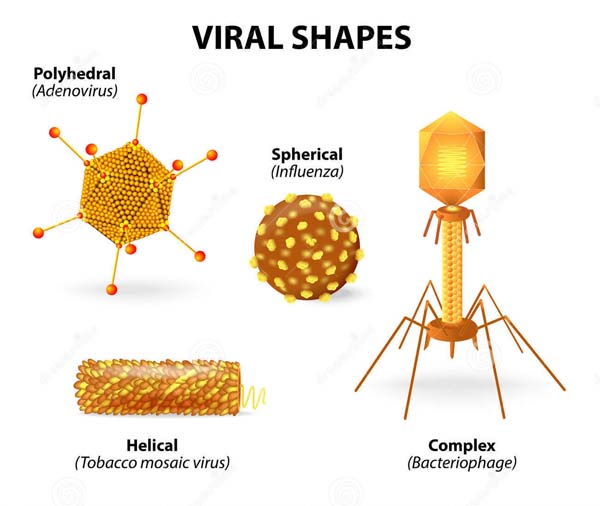 Article 189: Microbiology/Virology - The Geometry of Viruses, Bacteria ...