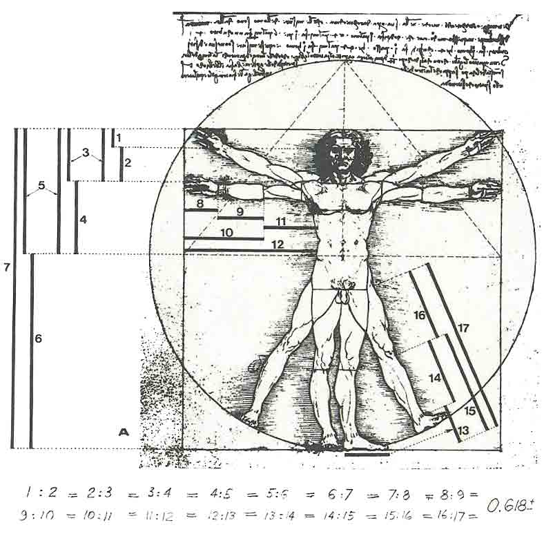 Article 195: Human A&P - Part 2 - The Geometry of Human Life - Phi ...